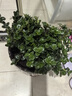 四季常青金魚花吊蘭盆栽室內綠植花卉多肉植物發(fā)財樹好養(yǎng)易活客廳 金魚吊蘭原土盆【買1送1發(fā)兩盆】 曬單實拍圖