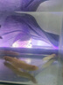 黃金泥鰍魚苗活體淡水養(yǎng)殖冷水清道夫小金龍魚缸清潔工具魚招財魚新練手活魚觀賞魚 黃金泥鰍苗7-9厘米10條（包活到家） 曬單實拍圖