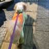 狗狗棉衣秋冬加厚保暖寵物衣服中大型犬金毛薩摩耶全包肚子四腳衣 霧霾藍（公狗） 18碼（適合15-17斤） 四腳全包棉衣 曬單實(shí)拍圖