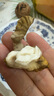鮮級佳大涼山新鮮濕核桃去青皮嫩核桃老樹薄紙皮核桃孕婦專用生核桃新貨 凈重5斤【去青皮】送夾子 曬單實拍圖