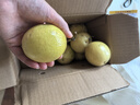 京鮮生正宗欽蜜9號黃金百香果10個裝/單果60g-70g 生鮮水果 源頭直發(fā) 曬單實拍圖