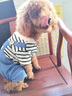 阿莫爾狗狗衣服可牽引寵物四腳衣泰迪比熊博美小型犬寵物貓咪春秋季外套 三小熊背帶褲 XS 建議1-3斤 具體參考尺碼表 曬單實(shí)拍圖