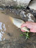 秘魯進(jìn)口蒸汽魚(yú)粉高蛋白飼料養殖喂雞鴨鵝豬蝦獸用禽畜釣魚(yú)骨粉 散裝進(jìn)口魚(yú)粉2斤裝體驗 曬單實(shí)拍圖