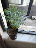 蕓香草臭草植物賊仔草盆栽室外陽(yáng)臺菜園四季花苗臭艾驅蚊驅蛇食用 蕓香草小顆 不帶盆 曬單實(shí)拍圖