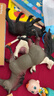 babycare&bctoys兒童玩具實(shí)心仿真農場(chǎng)動(dòng)物桶動(dòng)物模型奶牛綿羊金毛犬 曬單實(shí)拍圖
