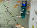 備能 土霉素魚(yú)藥爛尾爛肉白點(diǎn)充血腸炎魚(yú)用烏龜藥白眼病腐皮爛甲100片 曬單實(shí)拍圖
