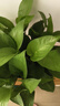 雙盟綠蘿盆栽除甲醛花卉綠植辦公室新房凈化空氣180加侖4盆裝源頭直發(fā) 曬單實拍圖