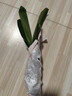 元井四季君子蘭盆栽帶花苞小苗花卉植物室內易活綠植水培好養壯苗開(kāi)花 【君子蘭】4-5片葉+生根粉 曬單實(shí)拍圖