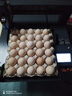奈斯捷特雞蛋噴碼機全自動(dòng)商用單頭智能手機APP控制 鴨蛋皮蛋等蛋品托盤(pán)噴碼機食品級墨盒專(zhuān)用打碼機 【觸屏款】機器+紅色墨盒 曬單實(shí)拍圖