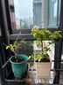 重瓣三角梅苗盆栽地栽花卉老樁室內陽臺庭院爬藤植物四季開花 綠櫻【花期帶花原盆原土發(fā)貨】 曬單實拍圖