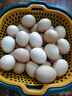京喜加新鮮雞蛋土雞蛋農家五谷喂養溏心蛋現撿現發(fā)早餐買(mǎi)菜40g左右包郵 【限量速搶】鮮雞蛋30枚 曬單實(shí)拍圖