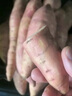 正宗龍九蜜薯9斤糖心地瓜紅薯農(nóng)家自種現(xiàn)挖新鮮番薯黃心香薯山芋h 1斤小果【新鮮現(xiàn)挖現(xiàn)發(fā)】 曬單實拍圖