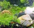 瘋狂水草觀(guān)賞蝦黑殼蝦除藻蝦淡水鮮活清潔工具彩色小蝦極火蝦櫻花蝦水晶蝦 大號多彩蝦買(mǎi)10送2 備損 曬單實(shí)拍圖