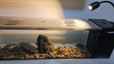 爬將軍生態(tài)溪流魚(yú)缸一體缸免換水自循環(huán)一體缸魚(yú)缸桌面客廳臥室玄關(guān)魚(yú)缸 80溪流缸【雨淋造浪+溪流燈+溪流景】 曬單實(shí)拍圖