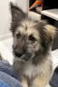黑狼犬鈣片專用狗鈣片東德牧羊犬狗萊州紅犬健骨補鈣成幼犬立耳 高鈣片180片【立耳長個防軟趴】 曬單實拍圖