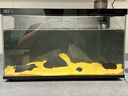 當貝智能生態(tài)魚(yú)缸1Ultra 一體缸自循環(huán)雙過(guò)濾AI托養懶人家用桌面魚(yú)缸 曬單實(shí)拍圖