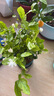 茉莉花盆栽帶花苞茉莉重瓣濃香型茉莉花客廳陽臺四季開花花卉綠植 茉莉花1盆+原土發(fā)貨+肥料【6-10顆】 曬單實拍圖
