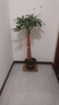 臨雅30天包活發(fā)財(cái)樹大盆栽室內(nèi)綠植客廳大型步步高招財(cái)樹植物喬遷開業(yè) 發(fā)財(cái)樹1.2-1.3米（福字盆）送土+彩帶+肥 曬單實(shí)拍圖