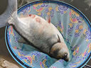 劉志強鰱鳙餌料志強鰱鳙二代魚餌料大頭魚專用浮釣鰱魚花白鰱窩料 曬單實拍圖