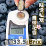 山姆大叔云南L25花香藍(lán)莓【順豐閃送-次日達(dá)多地】藍(lán)莓水果禮盒中秋禮品 【金獎】特級果（單果16-18mm） 4盒裝【爆款推薦-80%人買】100g/盒 曬單實拍圖