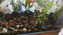 派樂特魚缸濾材水族箱底砂龜多肉裝飾造景擺件增色降酸水質(zhì)火山石巖1kg 曬單實拍圖