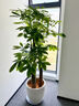 芙洛拉花園【兩小時達】發(fā)財樹大型綠植物盆栽室內(nèi)好養(yǎng)落地客廳開業(yè)喬遷送禮 步步高發(fā)財樹 曬單實拍圖