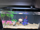 當貝智能生態(tài)魚缸1Ultra 一體缸自循環(huán)魚缸+希騰蘑菇屋造景套餐 曬單實拍圖
