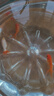 精品金魚(yú)觀(guān)賞魚(yú)養不死自來(lái)水鴻運當頭好養耐活魚(yú)冷水淡水魚(yú)風(fēng)水魚(yú) 精品金魚(yú)組合顏色隨機 5-7厘米3條 曬單實(shí)拍圖