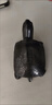 合善緣天然黑玉石烏龜小扒龜長壽面家居客廳玄關(guān)電視柜送禮裝飾品擺件 黑色長10厘米小烏龜 曬單實拍圖