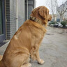 OIMG狗項圈不傷脖子大型犬脖圈中小型犬訓(xùn)練戶外猛犬寵物項圈金毛薩摩 棕色項圈 L碼-建議體重45-65斤 曬單實拍圖