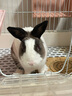 DR BUNNY兔博士 成兔 專研美毛配方 兔糧主糧 膨化兔糧 兔飼料 3.6KG-dr317 曬單實(shí)拍圖