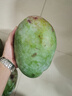 四川攀枝花凱特芒果當季新鮮大青皮芒果熱帶水果 9斤帶箱凈重8.5斤 單果250g起 曬單實拍圖