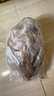 亞又婧 大墨魚(yú)新鮮海捕墨魚(yú)仔超大號冷凍水產(chǎn)海鮮大烏賊目魚(yú)墨斗 【4-6兩/只】 3斤(凈重) 曬單實(shí)拍圖