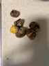 山東沂蒙山新鮮板栗當季農家栗子甜糯可口新鮮蔬菜生鮮可生吃 中果 250g 凈重 曬單實(shí)拍圖