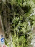 帶根香菜100g 曬單實拍圖