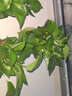 雙盟 綠蘿盆栽除甲醛花卉綠植辦公室新房?jī)艋諝?10款10盆裝源頭直發(fā) 曬單實(shí)拍圖