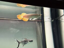 金龍魚活魚印尼紅龍魚辣椒紅龍魚超血紅龍活體苗古典金龍練手龍魚 賽級——加里曼丹紅龍【包發(fā)色】 20-23cm【芯片證書齊全】 曬單實拍圖