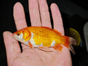 龍王恨魚(yú)餌藍鯽X5香腥綜合通殺餌料江河黑坑野釣鯽鯉草鳊鰱魚(yú)食釣魚(yú)餌料 曬單實(shí)拍圖