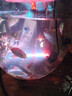 黃金龍鳳錦鯉白金烏金錦鯉大型觀賞魚好養(yǎng)耐活淡水金魚活魚草金魚 【10-12cm龍鳳系列】 黑+白+黃 曬單實拍圖