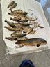 龍王恨魚(yú)餌藍鯽X5腥香綜合通殺釣魚(yú)餌料湖庫黑坑野釣鯽鯉草青鳊魚(yú)食魚(yú)餌 曬單實(shí)拍圖