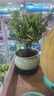 正宗胡椒木盆栽清香型 桌面植物苗防驅(qū)蚊草綠植盆景 胡椒木6年苗+梅青618陶瓷盆+圓底座+陶粒 曬單實拍圖