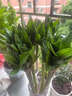 聽(tīng)雪樓竹塔富貴竹盆栽綠植節(jié)節(jié)高新居發(fā)財(cái)客廳盆景 龍竹40cm10根(不含瓶) 曬單實(shí)拍圖