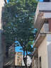環(huán)嗪酮除樹(shù)死樹(shù)劑農藥強力腐樹(shù)根除大樹(shù)竹子灌木雜草爛根的除草劑 500g*5袋 曬單實(shí)拍圖