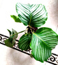 青蘋果竹芋盆栽室內(nèi)吸甲醛凈化空氣辦公桌面觀葉植物四季常青好養(yǎng) 蘋果竹芋40-50厘米【原土】 曬單實拍圖