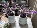 婚禮油畫室內(nèi)辦公室花卉綠植好養(yǎng)紫葉吊蘭觀葉耐陰植物 （單盆裝）油畫配小蠻腰吸水盆 曬單實拍圖