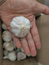 京鮮生河南開(kāi)封大蒜帶皮新鮮干蒜凈重2斤單果4.5cm起源頭直發(fā)包郵 曬單實(shí)拍圖