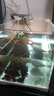 森森 超白玻璃小魚缸HWK-280P裸缸款含底座小型造景水草缸金魚缸 曬單實(shí)拍圖