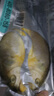 黃小漁寧德黃魚(yú)鲞400g/2條 三去大黃魚(yú)黃花魚(yú)生鮮 海鮮水產(chǎn)燒烤夜宵魚(yú)類(lèi) 曬單實(shí)拍圖