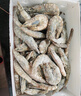 鮮享純【青島蝦】超大蝦新鮮大蝦冷凍鮮活青島大蝦批發(fā)整箱基圍蝦青蝦 15-17厘米鮮蝦速凍 3斤(凈重) 曬單實(shí)拍圖