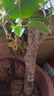 臨雅三角梅花樹(shù)苗盆栽帶花老樁特大苗漳紅櫻室內陽(yáng)臺高端爬藤四季開(kāi)花 【加州黃金】大苗約45-50cm 曬單實(shí)拍圖